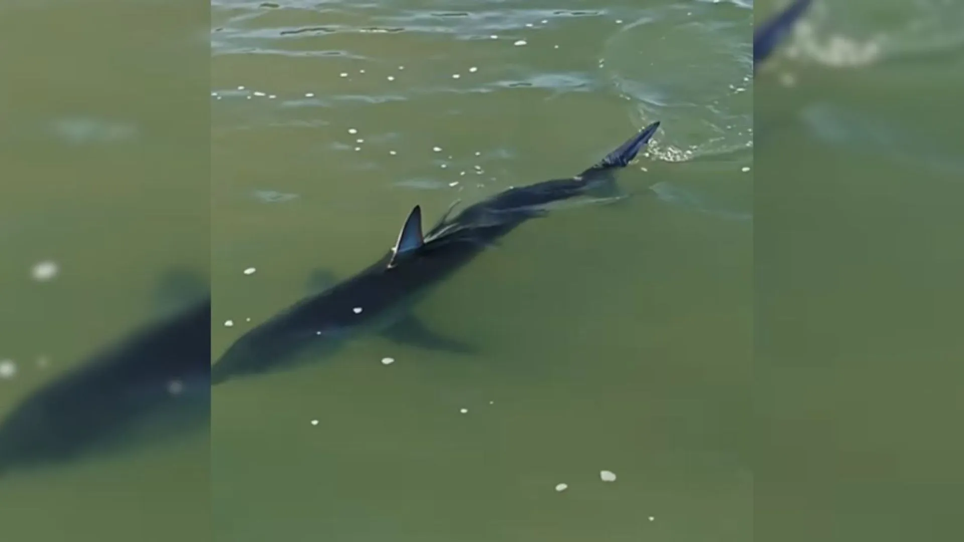 Tubarão de quase dois metros é visto em praia famosa de Santa Catarina