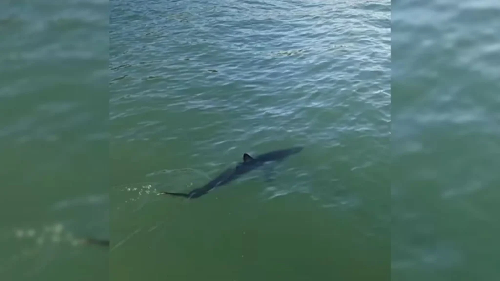 Tubarão de quase dois metros é visto em praia famosa de Santa Catarina