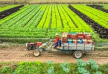 SC lança Plano Safra Estadual 2025 com R$ 10,5 bilhões para agricultura familiar