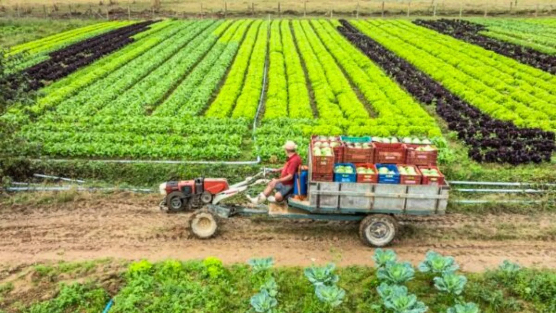 SC lança Plano Safra Estadual 2025 com R$ 10,5 bilhões para agricultura familiar