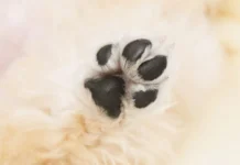 Após denúncia, hospital veterinário de SC nega maus-tratos e divulga esclarecimento oficial