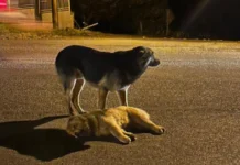 Cachorro é flagrado protegendo companheiro atropelado em Concórdia