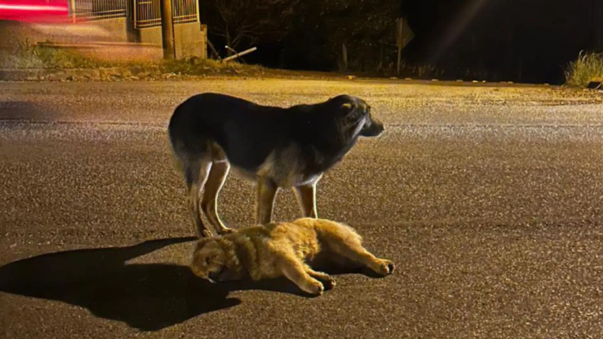 Cachorro é flagrado protegendo companheiro atropelado em Concórdia