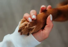 Cachorra salva tutora de agressão com faca cometida por ex-companheiro em SC