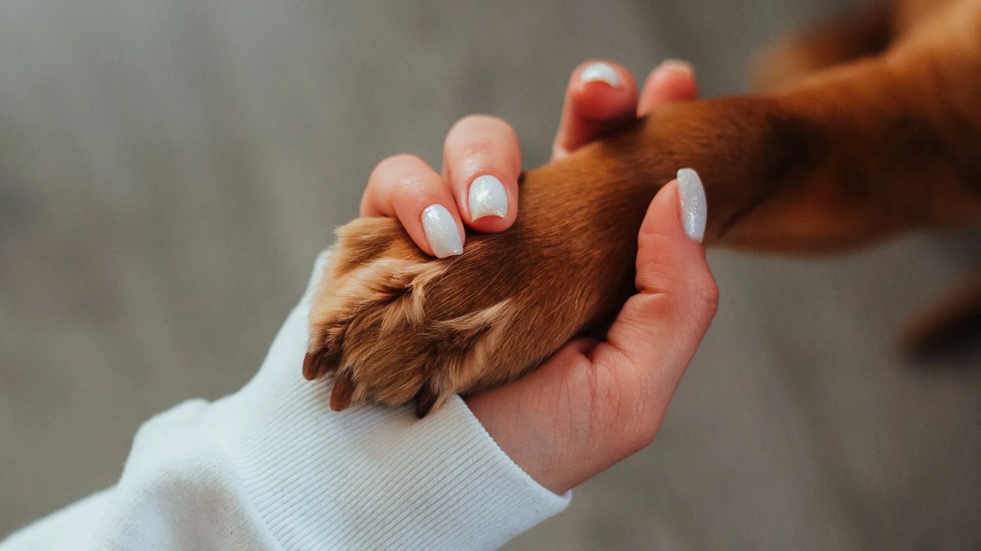 Cachorra salva tutora de agressão com faca cometida por ex-companheiro em SC