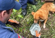 Cão fica preso em pilha de telhas e é salvo pelos bombeiros em Joaçaba