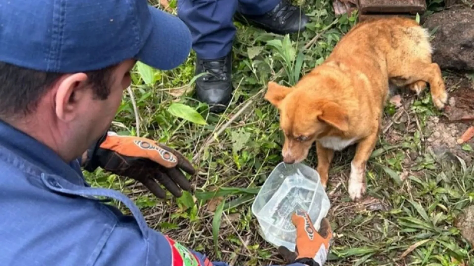 Cão fica preso em pilha de telhas e é salvo pelos bombeiros em Joaçaba