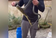 Cobra gigante invade casa e deixa família em pânico em SC