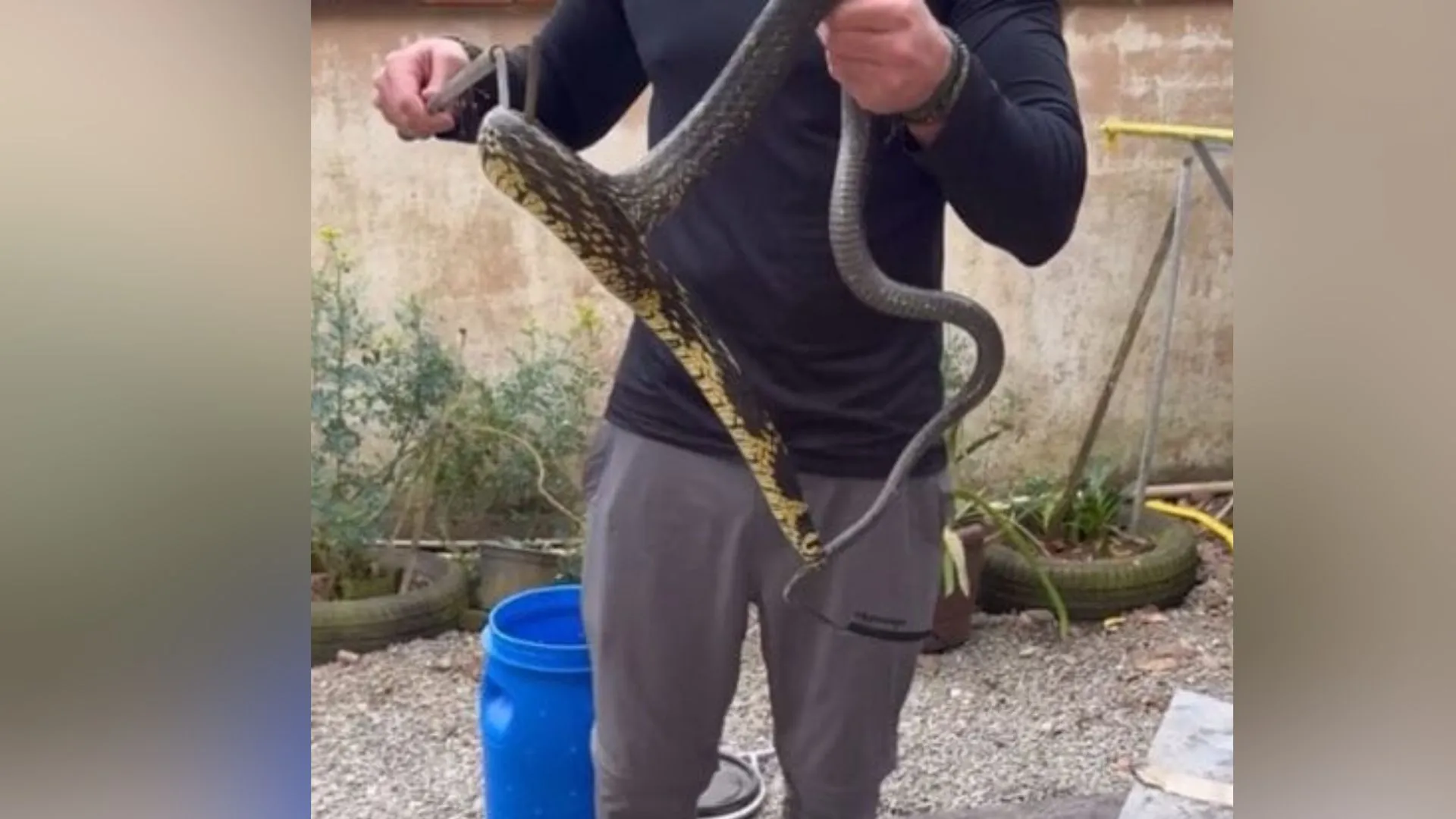 Cobra gigante invade casa e deixa família em pânico em SC