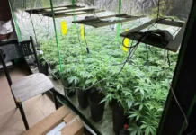 Ação da PM desmonta cultivo de maconha e apreende 128 kg de entorpecentes