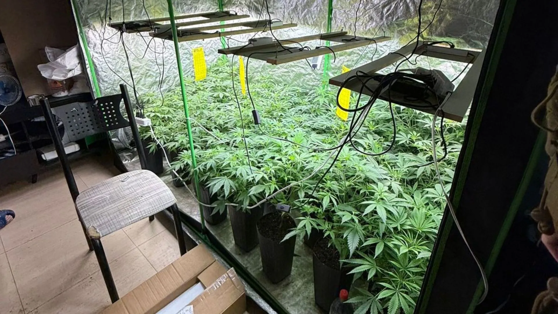 Ação da PM desmonta cultivo de maconha e apreende 128 kg de entorpecentes