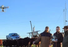 Epagri usa drones e satélites para monitorar pastagens em projeto inédito em SC