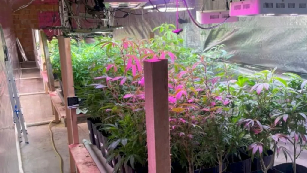 Polícia encontra estufa com 480 pés de maconha em propriedade rural