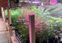 Polícia encontra estufa com 480 pés de maconha em propriedade rural