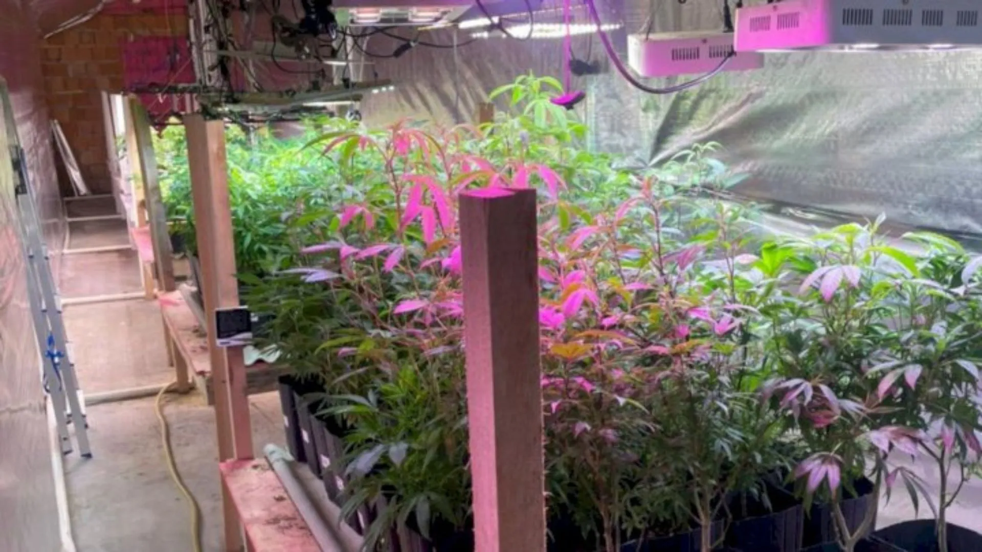 Polícia encontra estufa com 480 pés de maconha em propriedade rural
