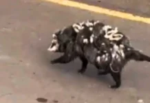 Mãe gambá é flagrada passeando no centro da cidade com seus nove filhotes