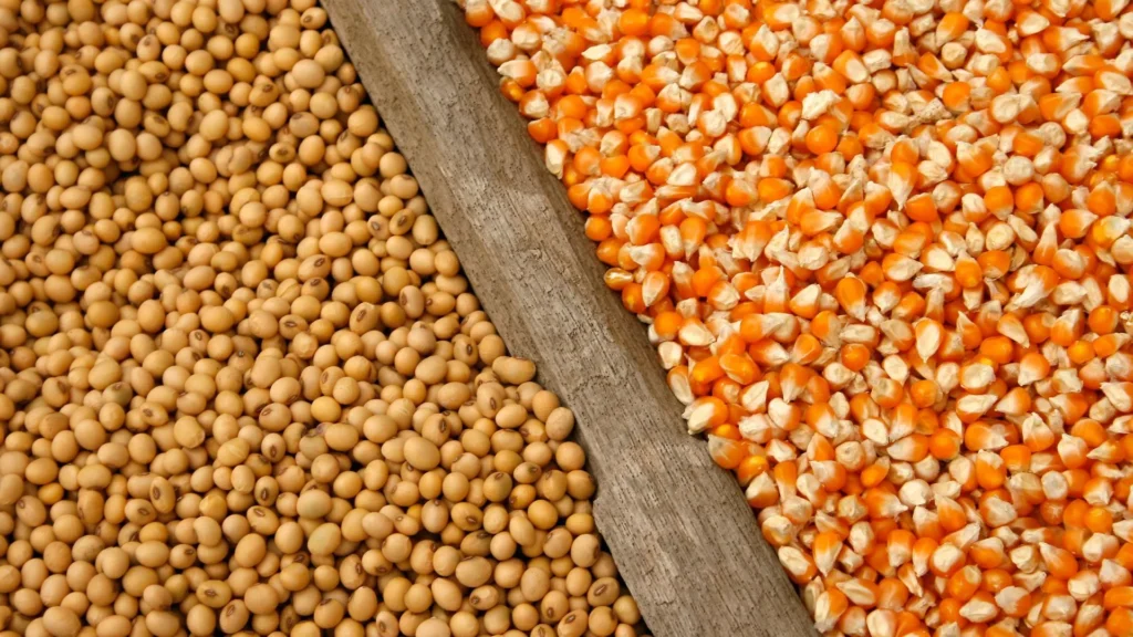 Produção de soja e milho despenca em SC por causa do El Niño, segundo IBGE