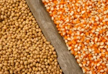 Produção de soja e milho despenca em SC por causa do El Niño, segundo IBGE