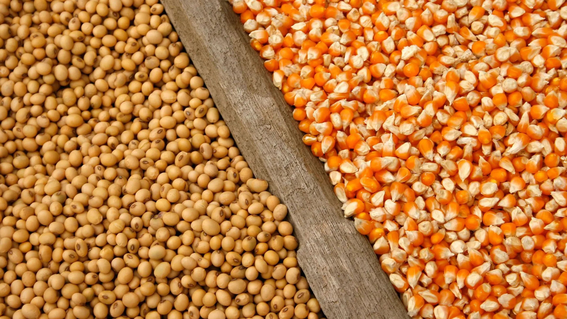 Produção de soja e milho despenca em SC por causa do El Niño, segundo IBGE
