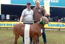 Criadores de Iomerê conquistam bicampeonato na maior feira agropecuária da América Latina