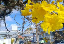 Floração dos Ipês marca a paisagem em Caçador