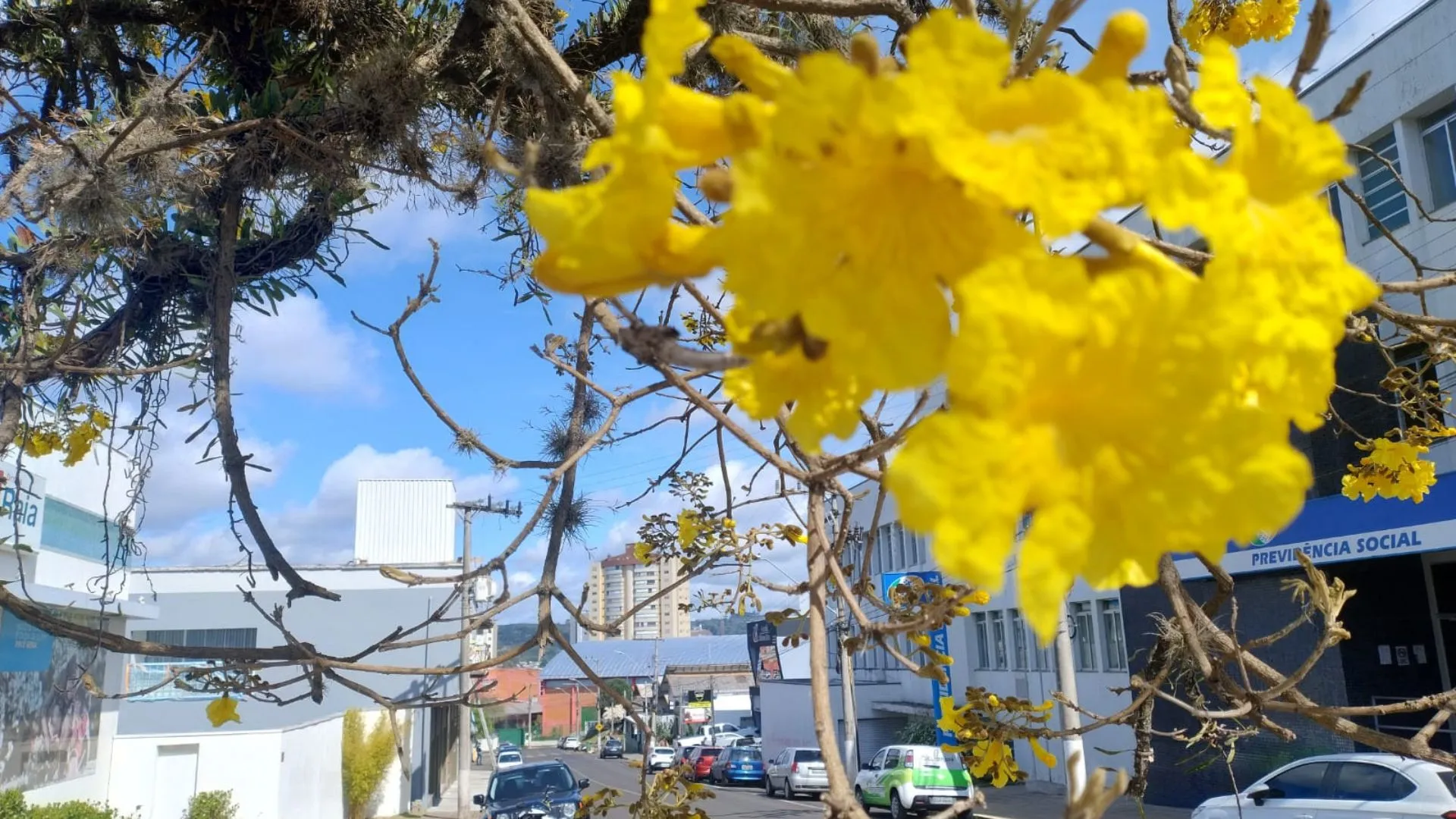 Floração dos Ipês marca a paisagem em Caçador