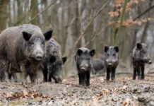 Invasão de javalis preocupa produtores em Santa Catarina