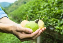 Produção de maracujá em SC atinge 56,8 mil toneladas gerando R$ 135 milhões