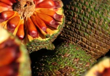 Defeso do pinhão: entenda por que respeitar esse período