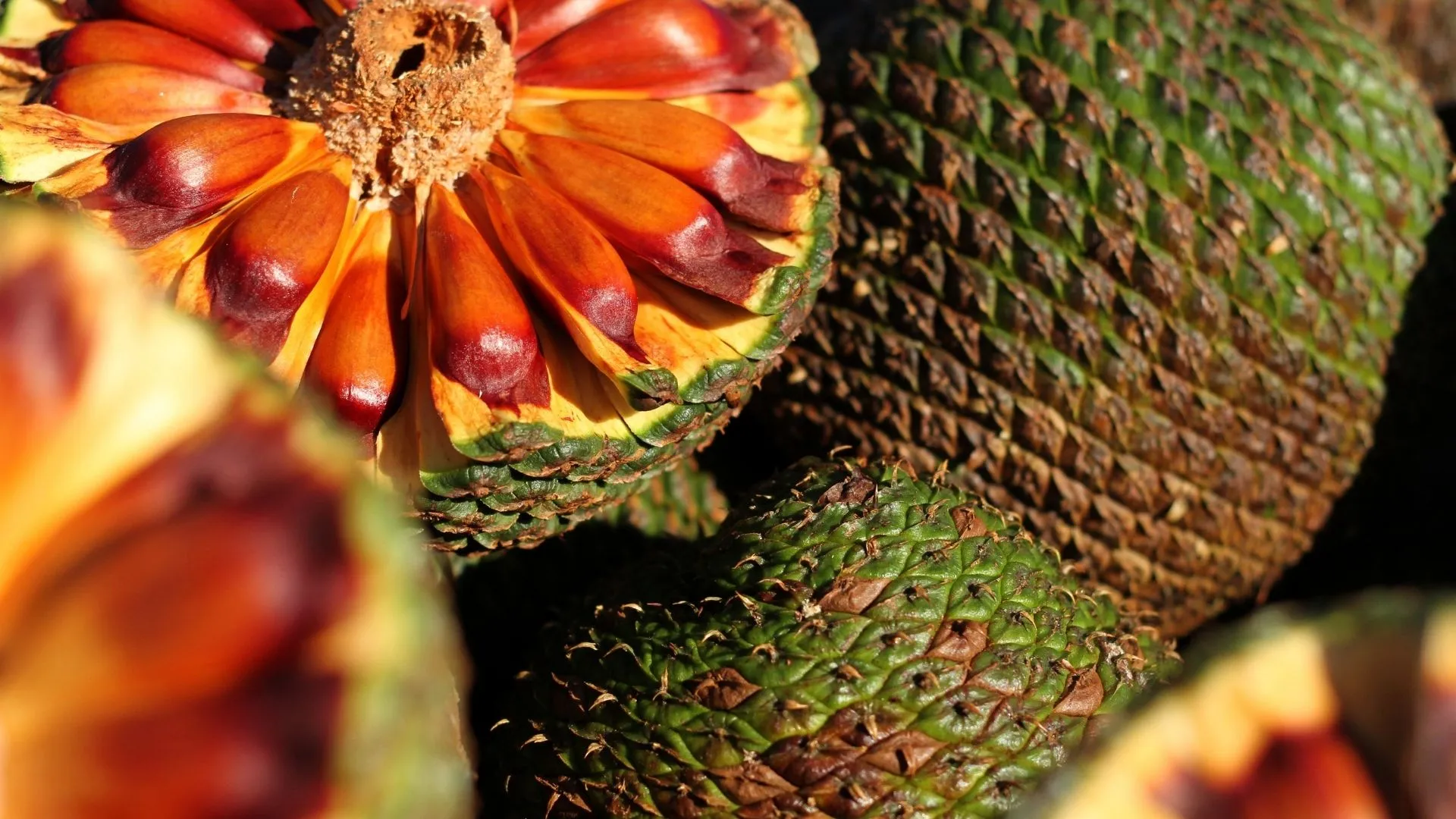 Santa Catarina lidera produção de pinhão no Brasil