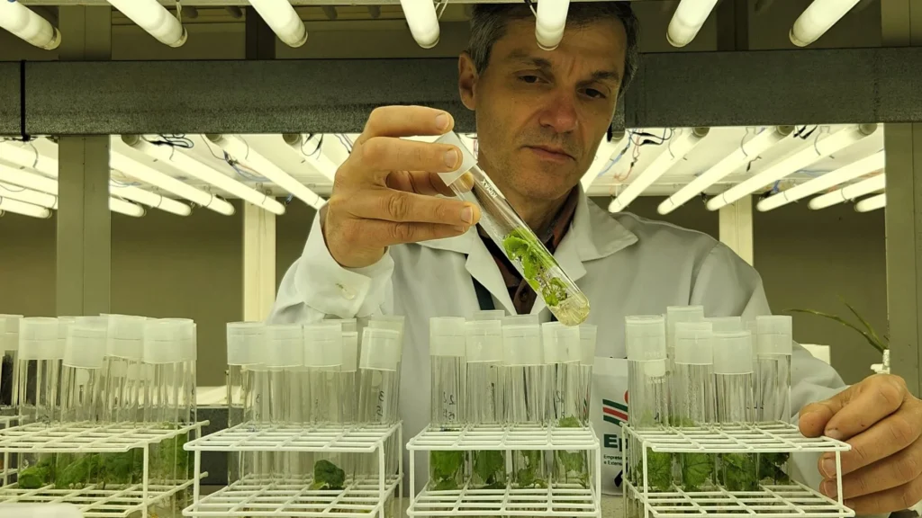 Epagri de Lages produz mudas frutíferas livres de vírus