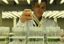 Epagri de Lages produz mudas frutíferas livres de vírus