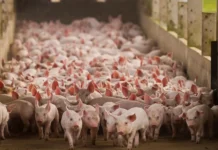 Suinocultura catarinense ganha nova portaria com apoio financeiro para biosseguridade