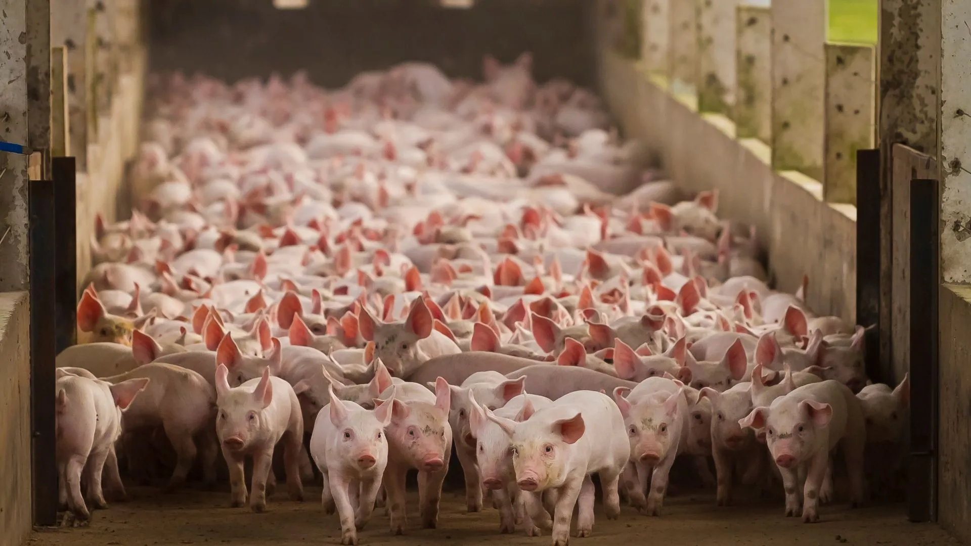 Suinocultura catarinense ganha nova portaria com apoio financeiro para biosseguridade
