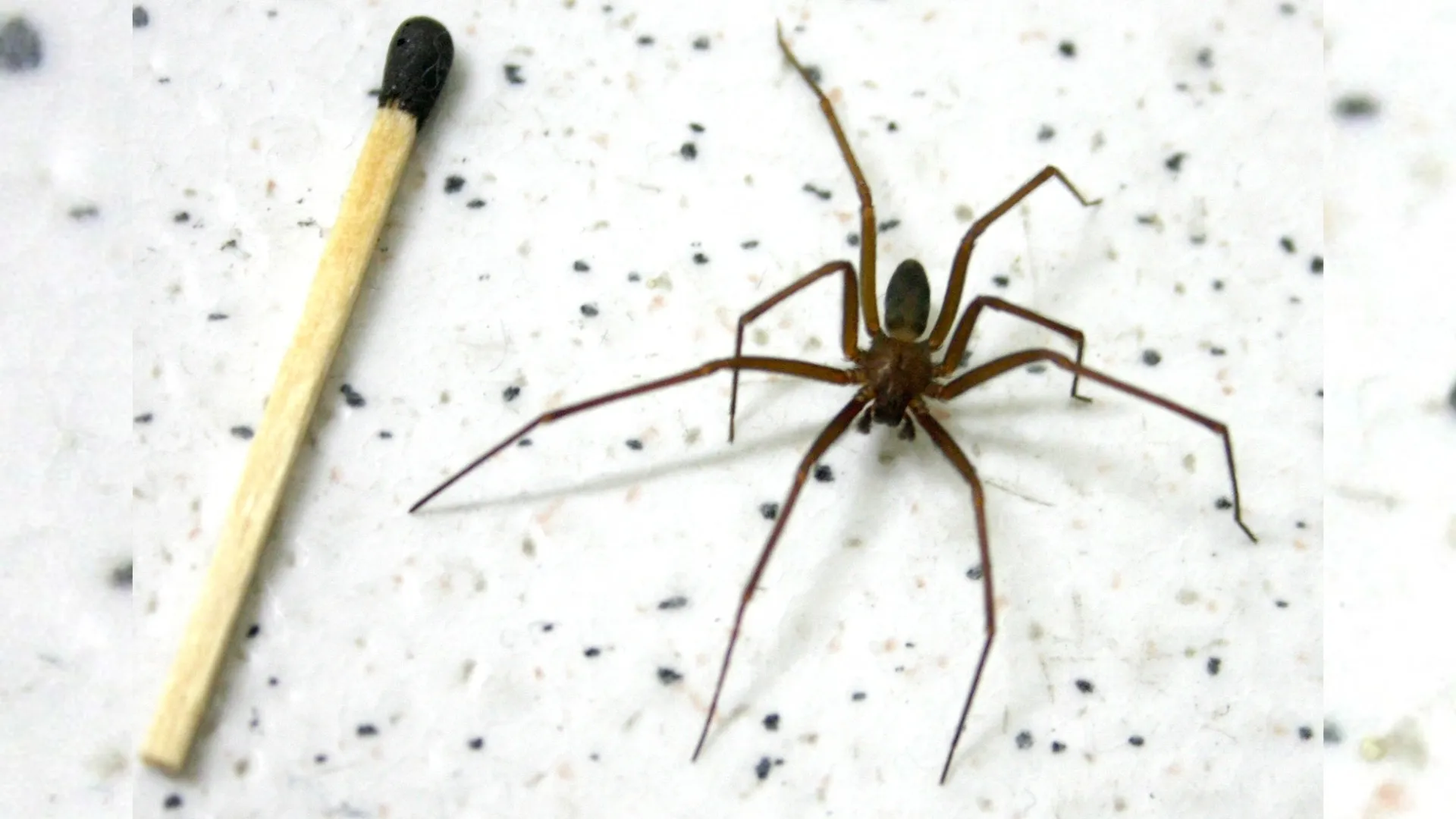 Acidentes com aranhas aumentam com a chegada do calor em SC