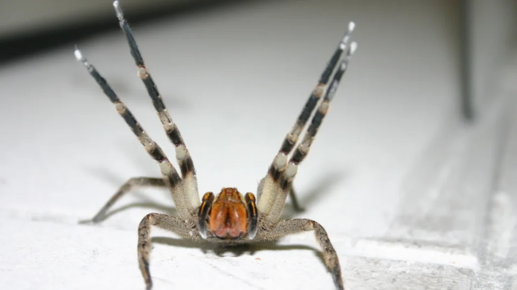 Aranha-armadeira