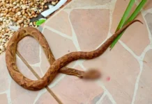 Mulher é picada por cobra ao colher salada em SC