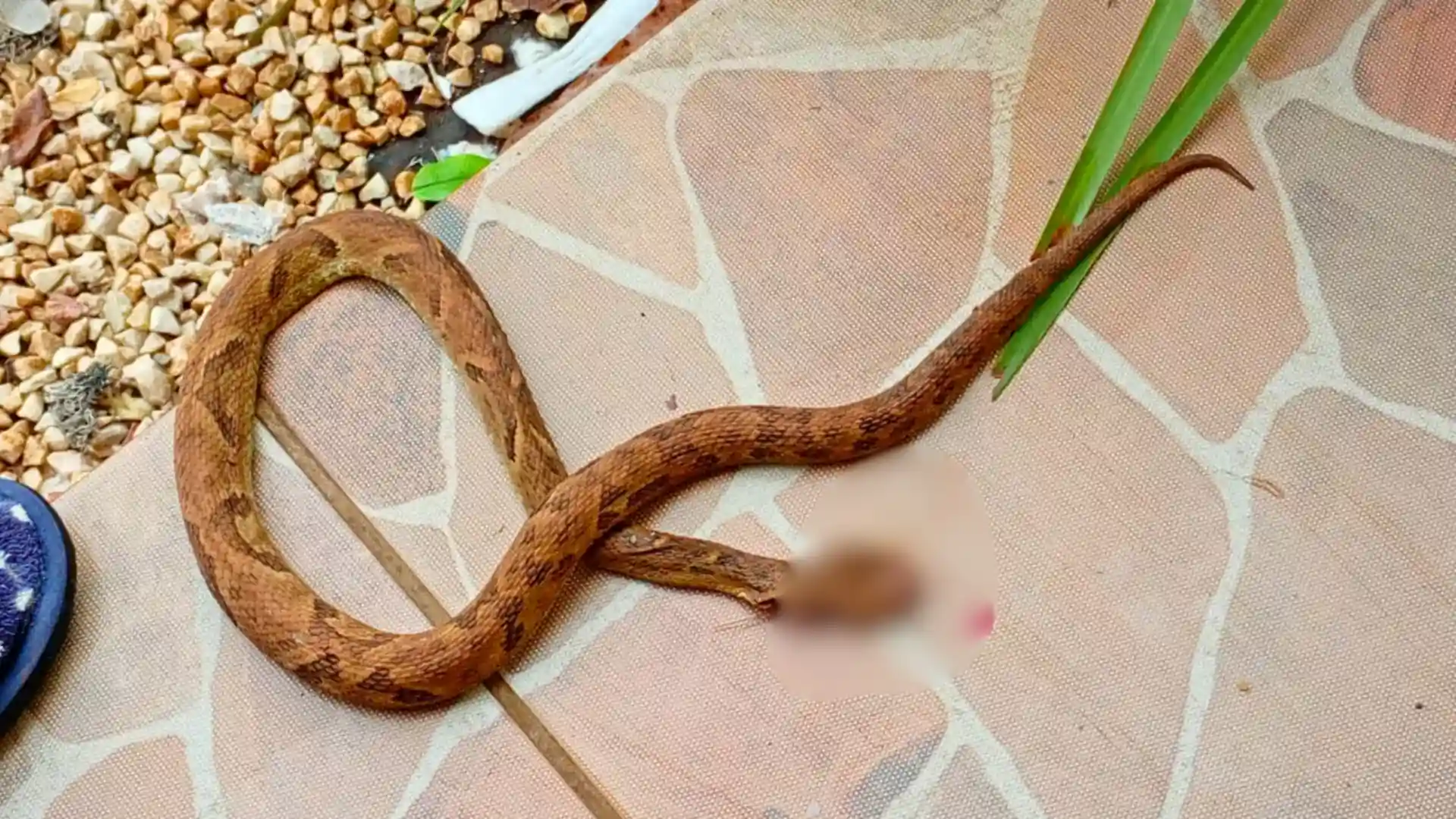 Mulher é picada por cobra ao colher salada em SC