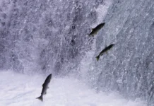 Defeso da Piracema começa nesta quarta-feira, 1º de outubro, em Santa Catarina