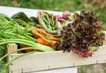 Comece sua horta em outubro: Veja o que plantar nesta primavera