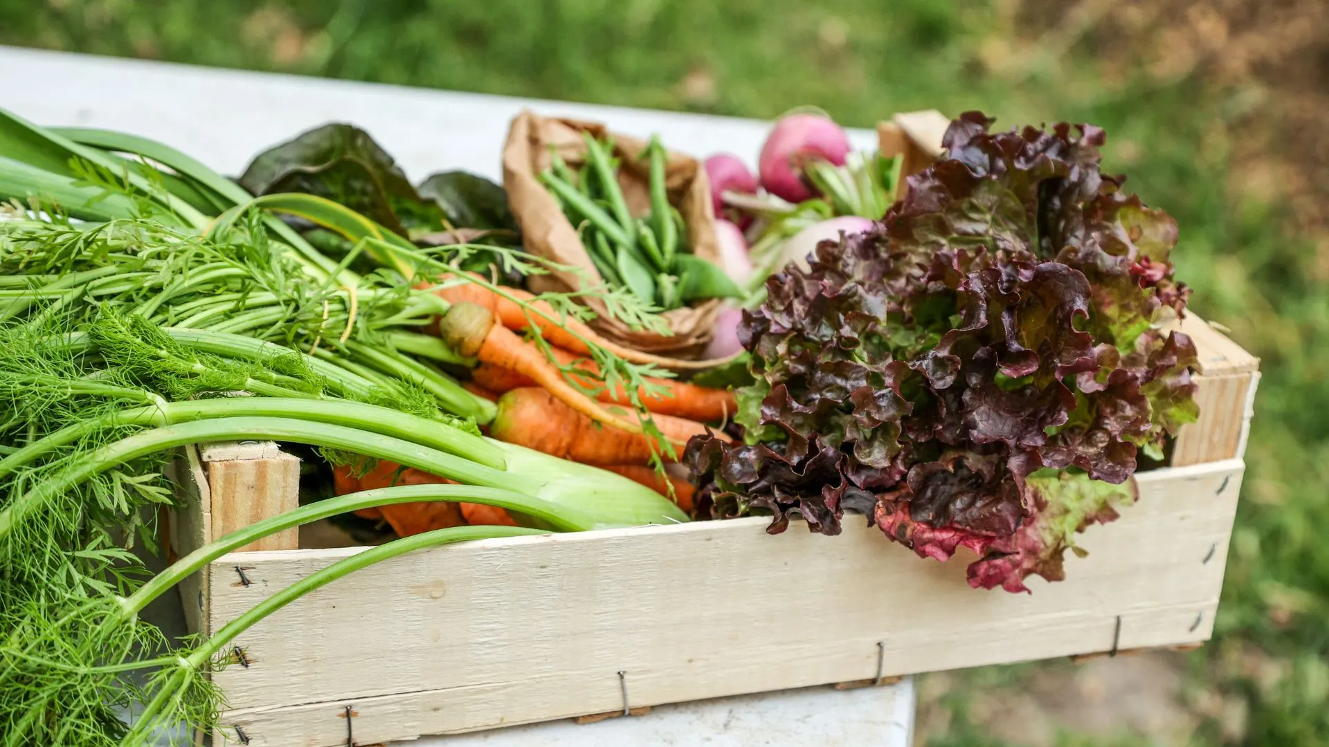Comece sua horta em outubro: Veja o que plantar nesta primavera