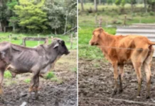 Denúncia leva ao resgate de 60 bois vítimas de maus-tratos em SC