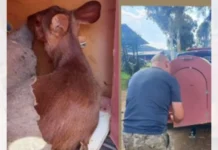 Após ser atacado por cães, cervo é encontrado ferido em área urbana de SC