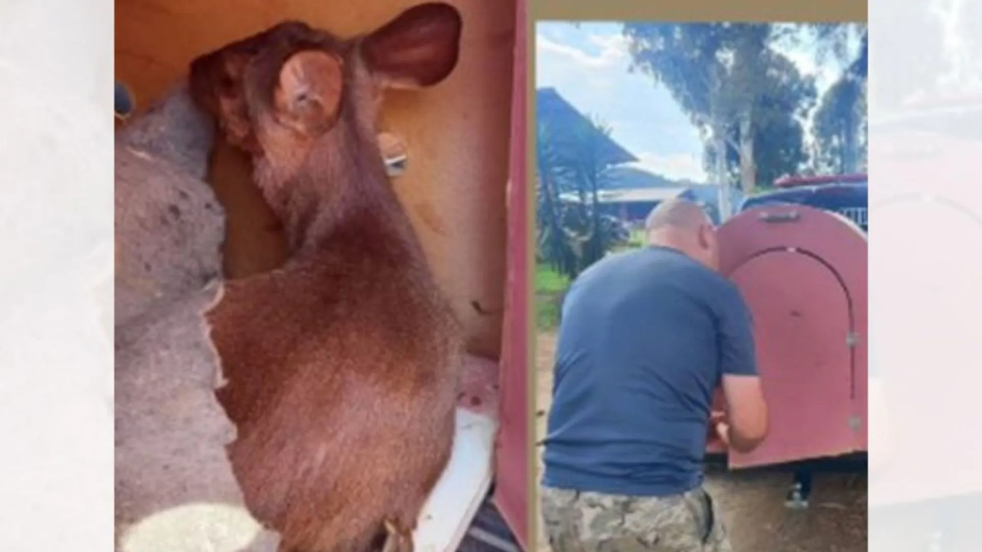 Após ser atacado por cães, cervo é encontrado ferido em área urbana de SC
