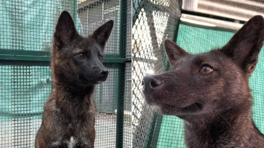 Animal único no mundo é descoberto acidentalmente no Rio Grande do Sul