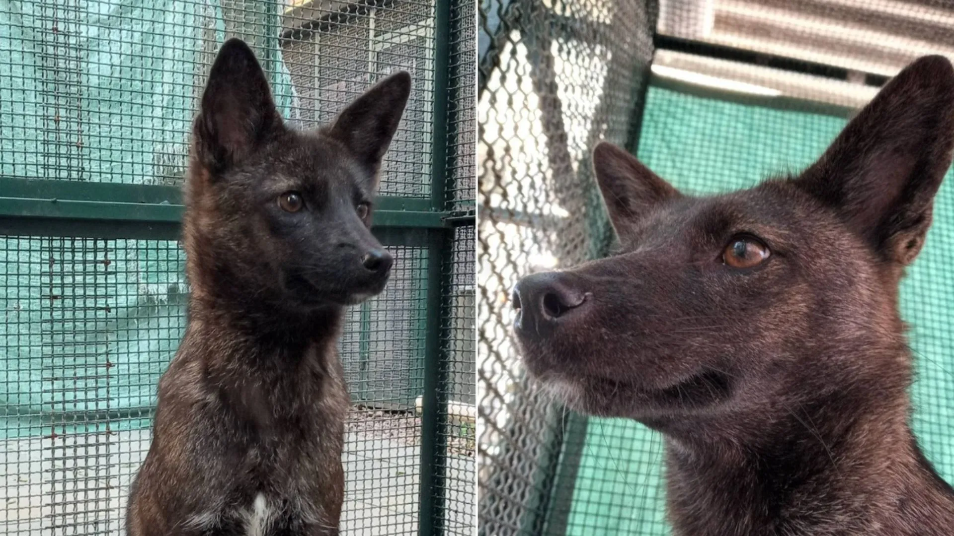 Animal único no mundo é descoberto acidentalmente no Rio Grande do Sul