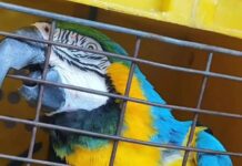 Arara-canindé foge de zoológico e é encontrada em praia de Balneário Camboriú