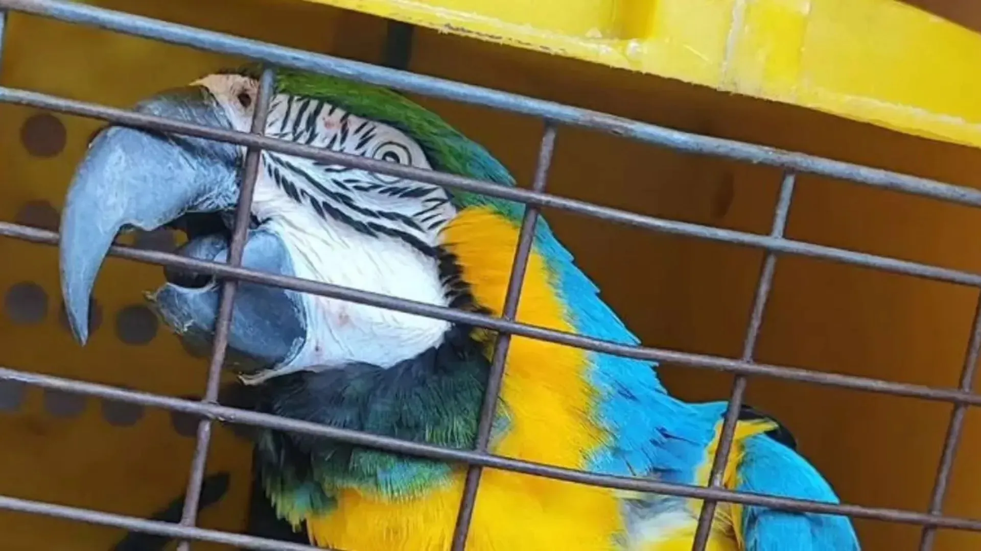 Arara-canindé foge de zoológico e é encontrada em praia de Balneário Camobriú