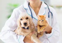 Governo de SC investe R$17 milhões em maior programa de castração de cães e gatos