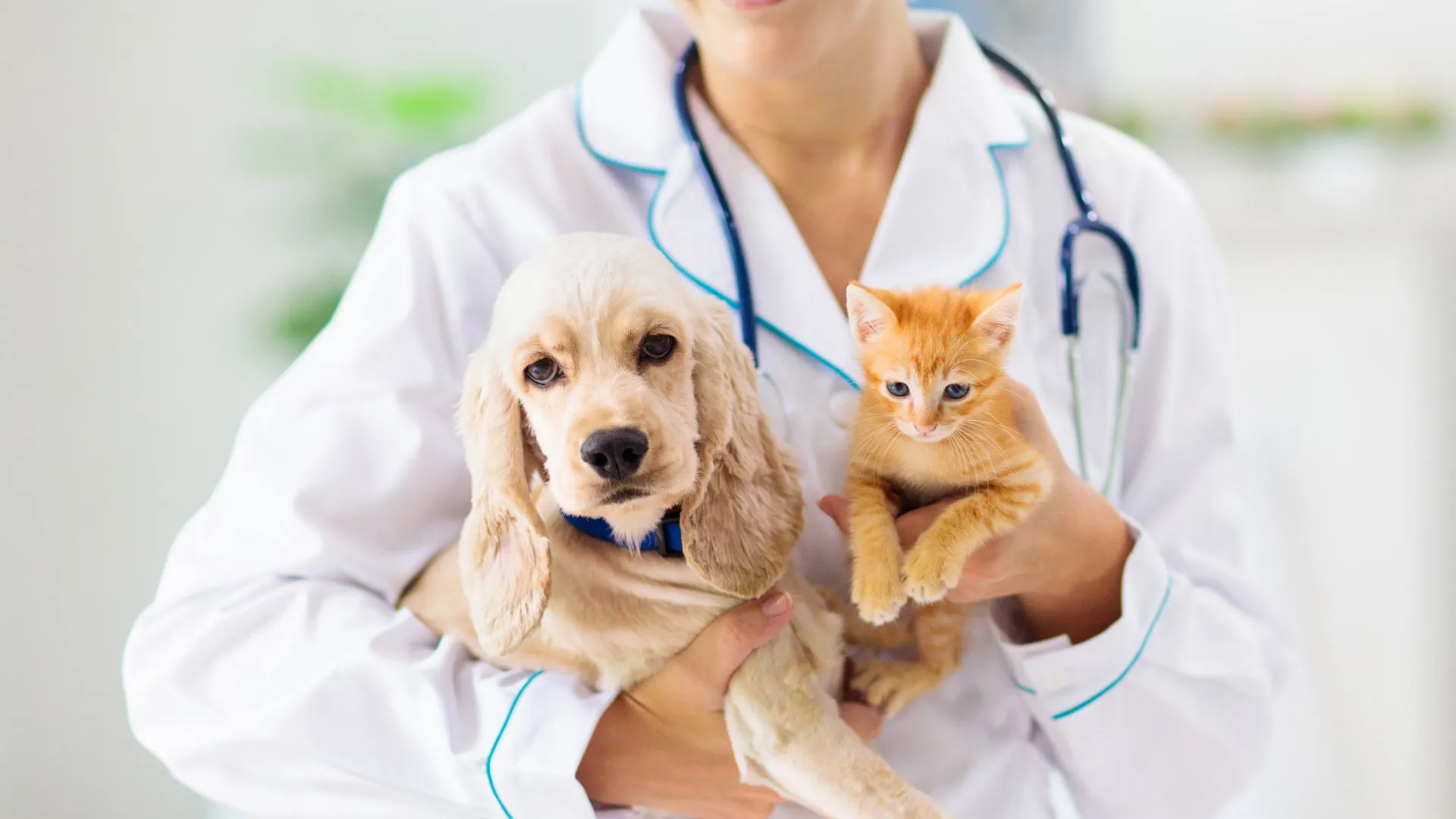 Governo de SC investe R$17 milhões em maior programa de castração de cães e gatos